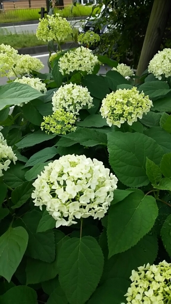 5月も終わります!_f0152875_08393129.jpg