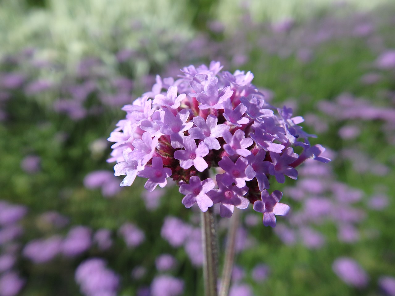 『フラワーパークの花達・・・・・(ピンポンノキの花等～♪)』_d0054276_20183949.jpg