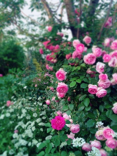 d0348182_12541130.jpeg