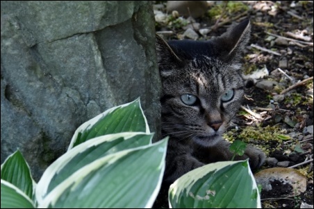 脱走中の我が家の猫達_a0133484_14144566.jpg