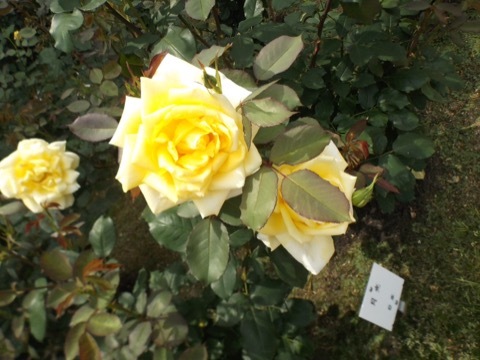 d0115985_09132763.jpeg