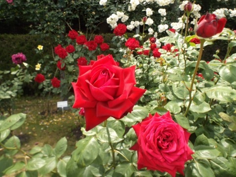 d0115985_09135215.jpeg