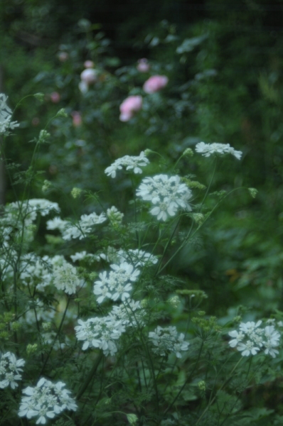 森の中の秘密の花園 Et cetera_d0021491_15041042.jpg