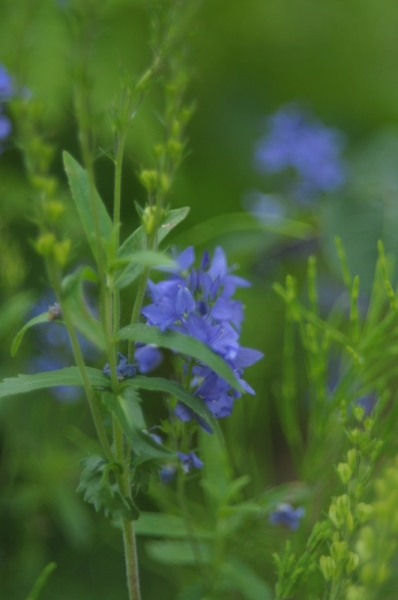 森の中の秘密の花園 Et cetera_d0021491_15044036.jpg