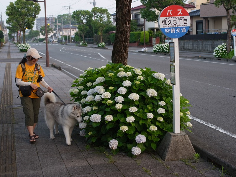 猫と紫陽花の日々 (*^_^*)_c0049299_21395997.jpg