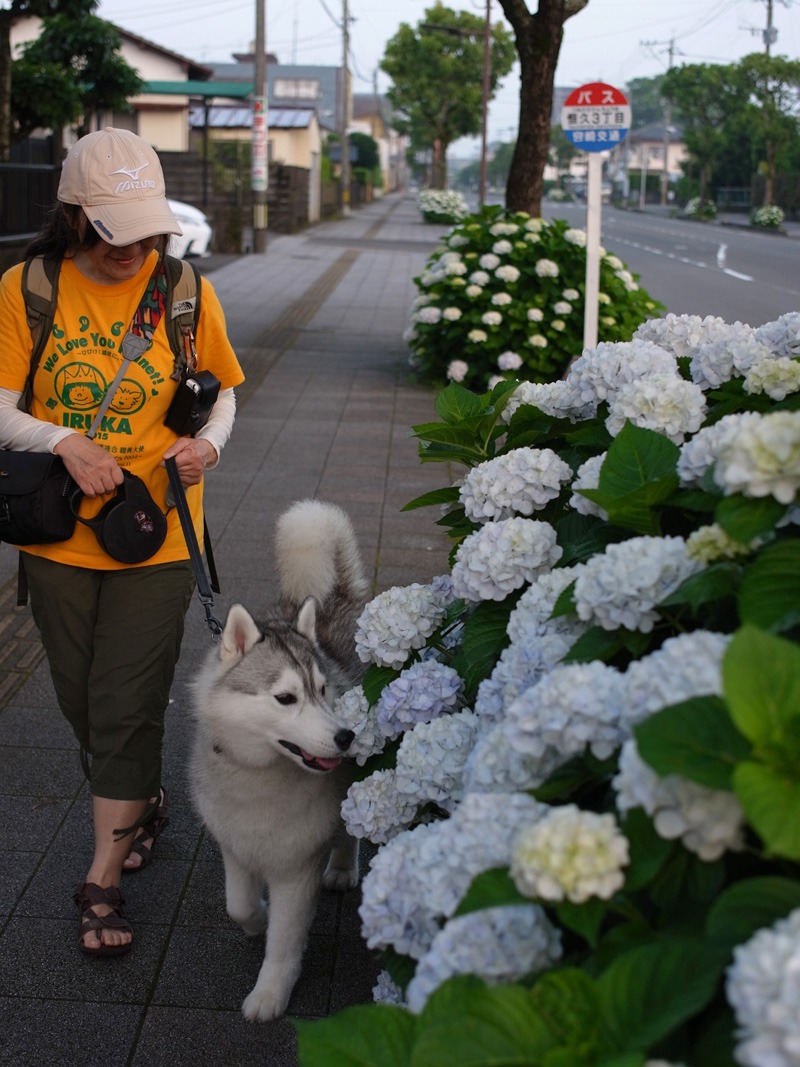 猫と紫陽花の日々 (*^_^*)_c0049299_214051100.jpg