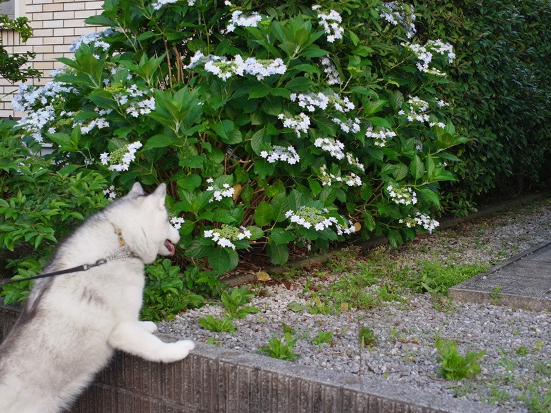 猫と紫陽花の日々 (*^_^*)_c0049299_21454321.jpg