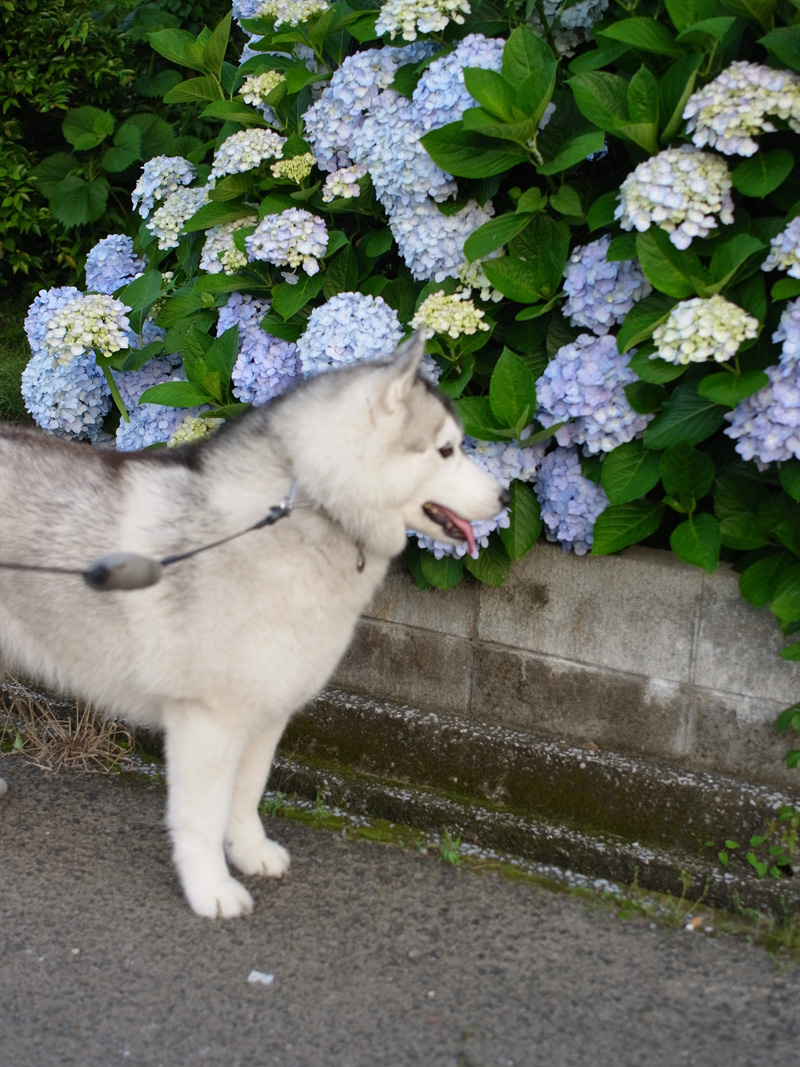 猫と紫陽花の日々 (*^_^*)_c0049299_2149539.jpg