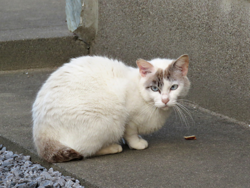 猫と紫陽花の日々 (*^_^*)_c0049299_21505994.jpg
