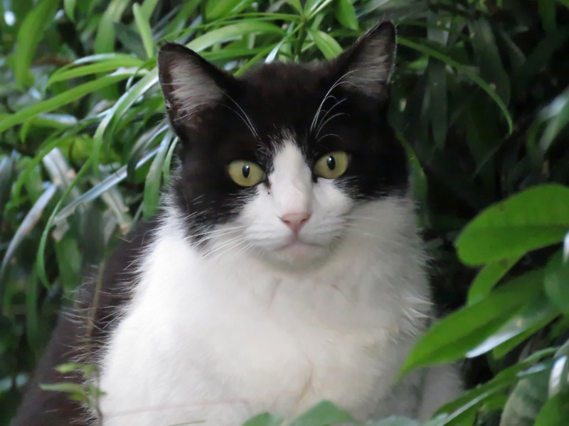 猫と紫陽花の日々 (*^_^*)_c0049299_21512363.jpg