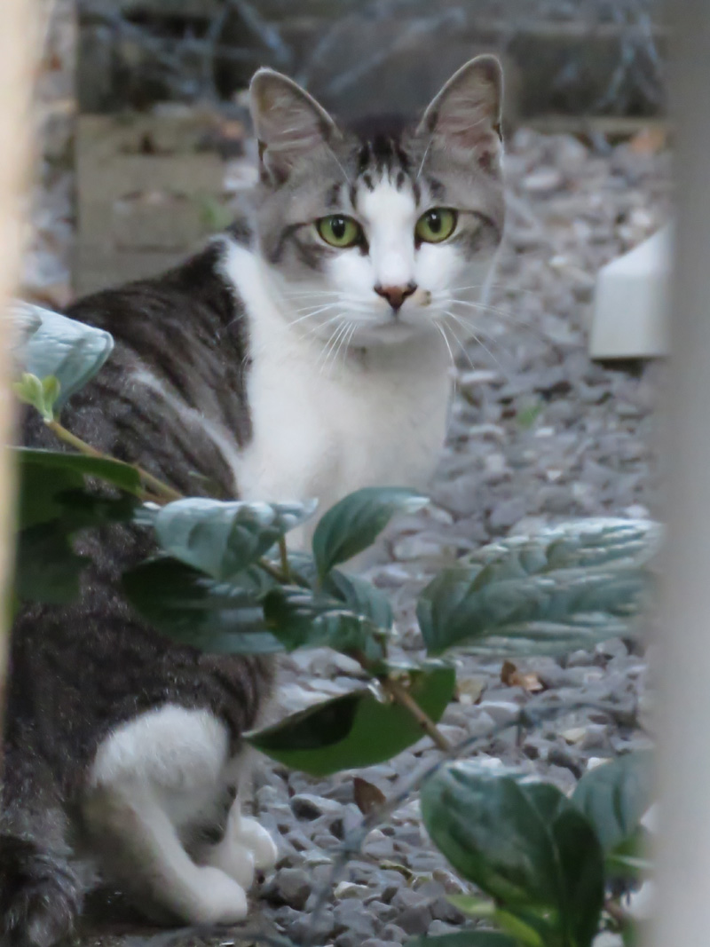 猫と紫陽花の日々 (*^_^*)_c0049299_21514770.jpg