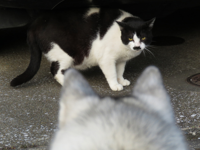 猫と紫陽花の日々 (*^_^*)_c0049299_21523683.jpg