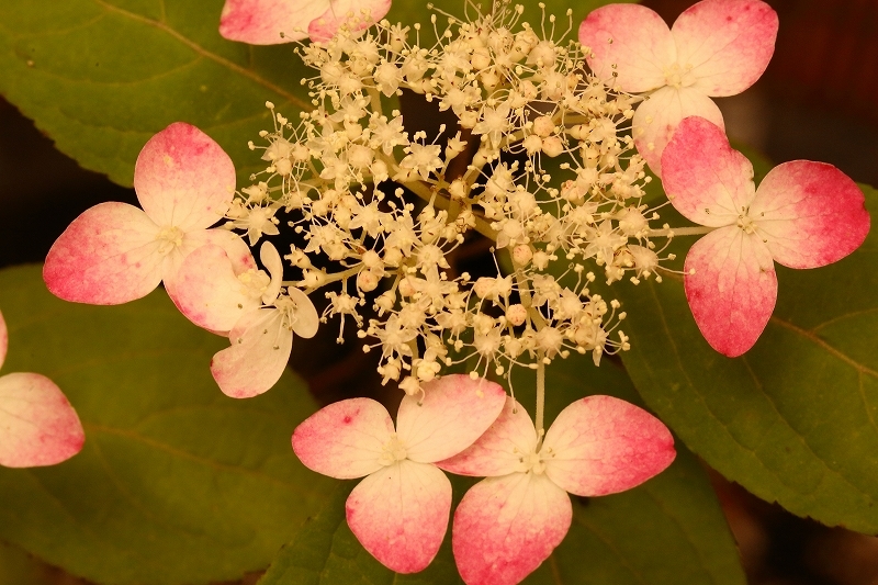 思いきり愛されたくて　駆けてゆく　六月、サンダル、あじさいの花 （俵万智）_b0291402_08284766.jpg