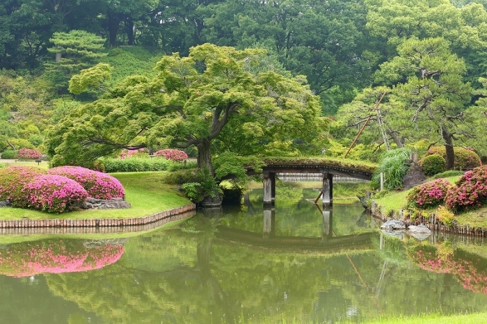 池を染め 灯す火の色 皐月花 梅雨入り前の 夏のさざめき 六義園の皐月 旅プラスの日記 池を染め 灯す火の色 皐月花 梅雨入り前の 夏のさざめき 六義園の皐月 旅プラスの日記