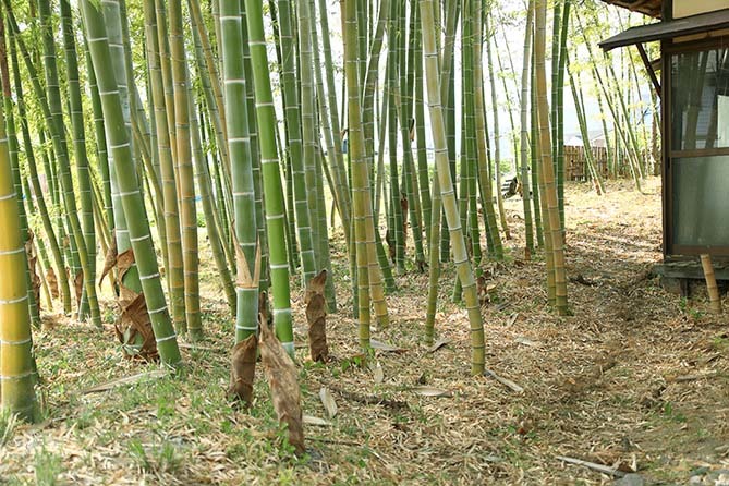 竹の根を切る 広告屋のつれづれ