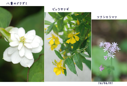 6月になって_c0051105_2342257.jpg