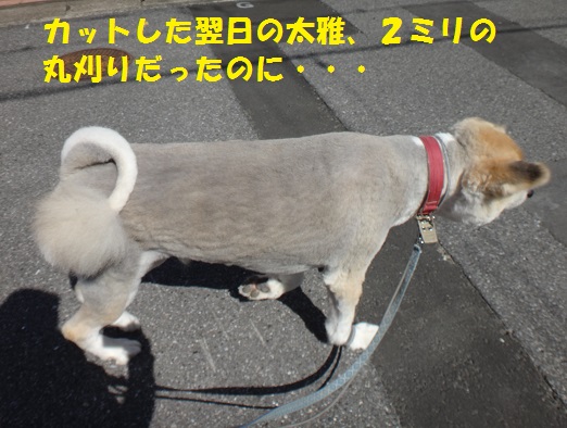 秋田犬に戻ったね・・・(^^;)_f0121712_16154365.jpg