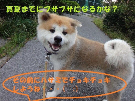 秋田犬に戻ったね・・・(^^;)_f0121712_16165296.jpg