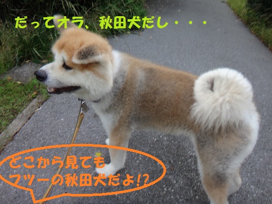 秋田犬に戻ったね・・・(^^;)_f0121712_16283352.jpg