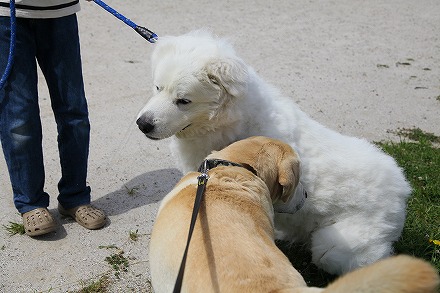 老犬たちの悩み事_f0191413_1336933.jpg