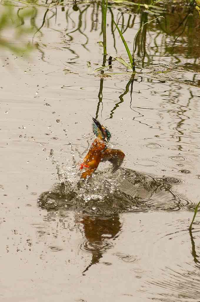 カワセミの水浴びダイブ(3)_e0293921_2117718.jpg