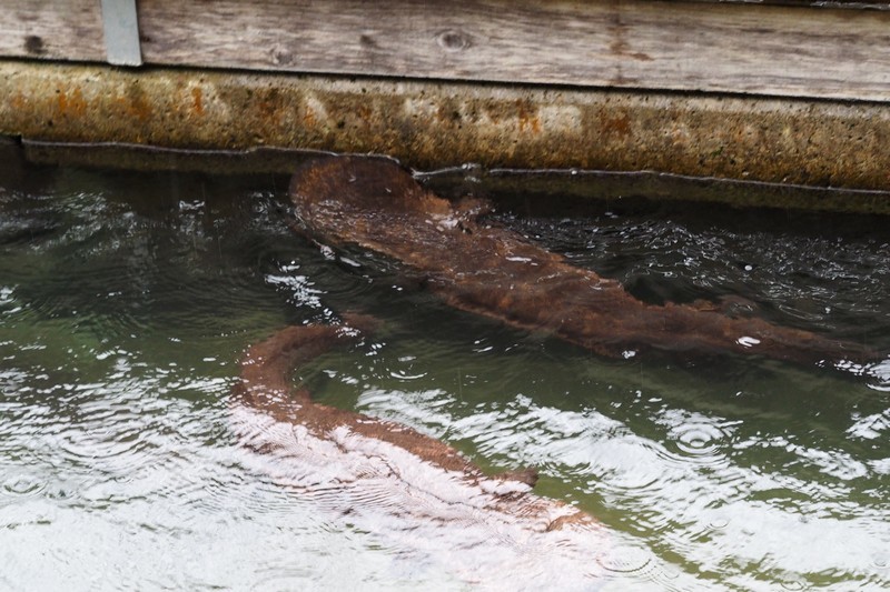 モリアオガエルの卵塊　その２：生野の奥の黒川の其処かしこ～_c0369423_13500359.jpg