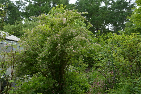 e0335926_09304248.jpg