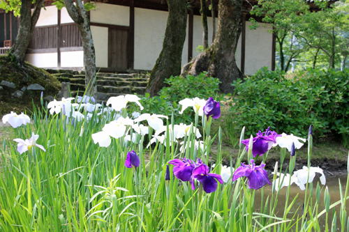 太宰府天満宮花菖蒲　2016年5月31日_a0129233_8193040.jpg