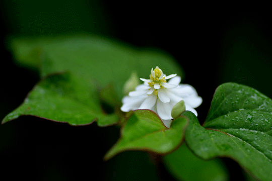 夏の花2_c0093046_19122161.gif