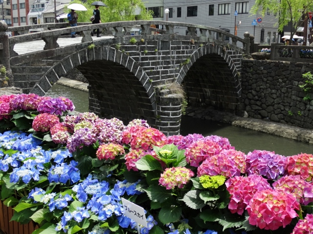 眼鏡橋の紫陽花は最高でした 長崎紫陽花祭り 72歳現役ボーカリスト