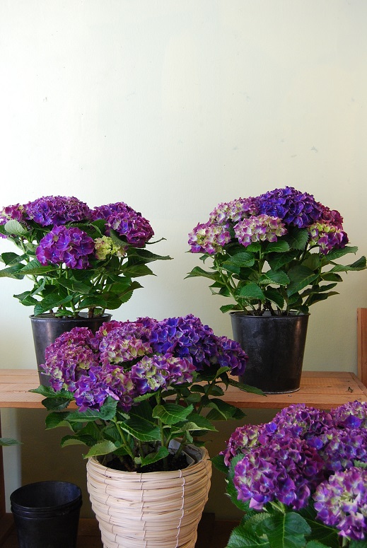 紫陽花が入荷しています_a0201358_11414519.jpg