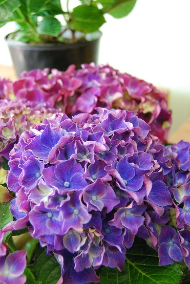 紫陽花が入荷しています_a0201358_11415839.jpg