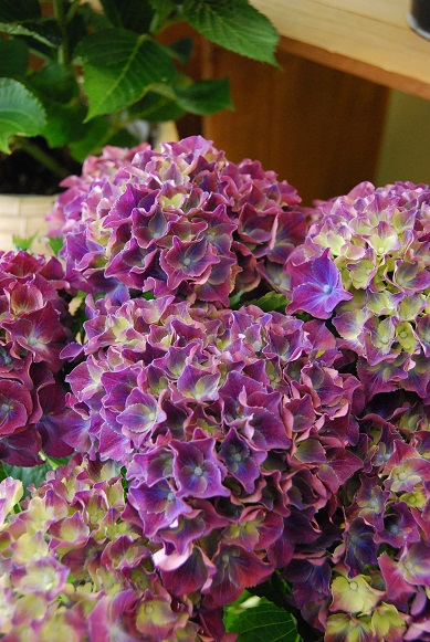 紫陽花が入荷しています_a0201358_1142111.jpg