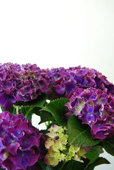 紫陽花が入荷しています_a0201358_11423093.jpg