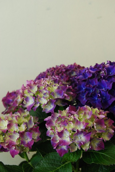 紫陽花が入荷しています_a0201358_11433478.jpg