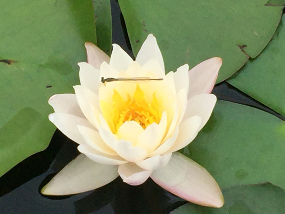 菖蒲池の蓮 _a0050964_07060634.jpg