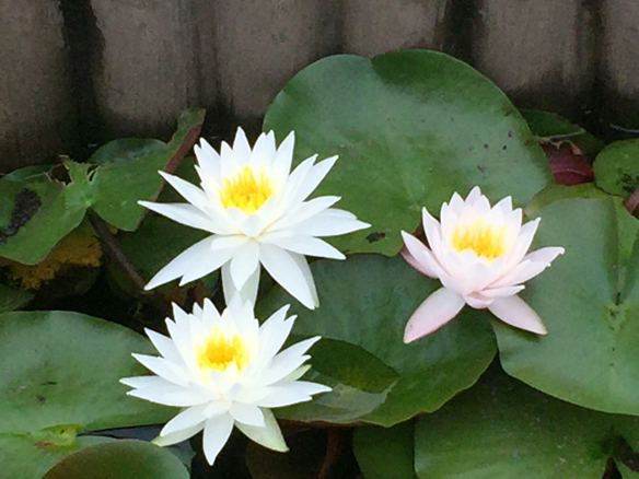 菖蒲池の蓮 _a0050964_07060796.jpg