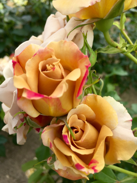 ばら祭   福山_a0050964_07161955.jpg