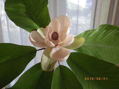ホオノキの花_e0290580_23573592.jpg