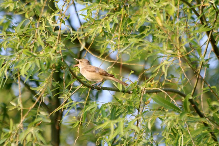 5月の葛西臨海公園_a0127090_2245355.jpg