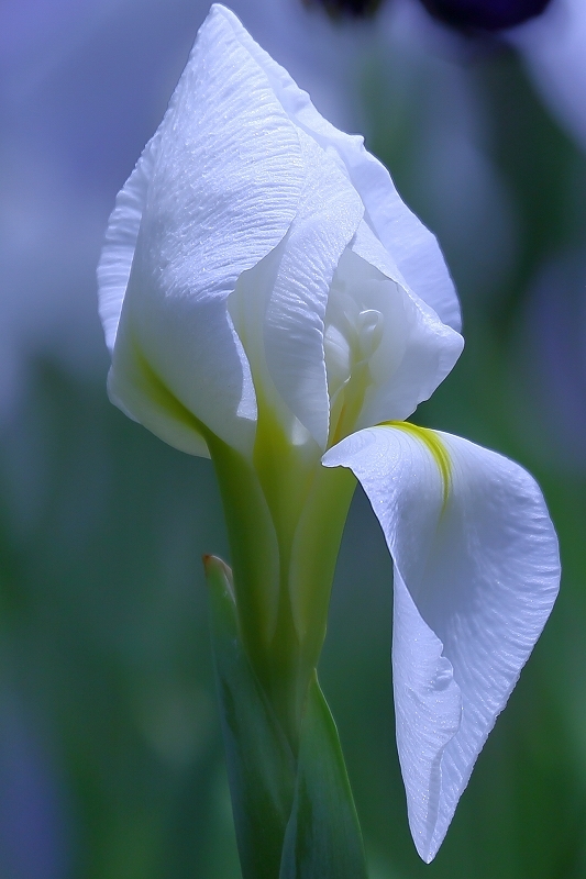 「初夏の装い鮮やかに」、小石川後楽園の６６０株の花菖蒲は７・８分咲き、ほぼ見頃です。_b0291402_22452269.jpg