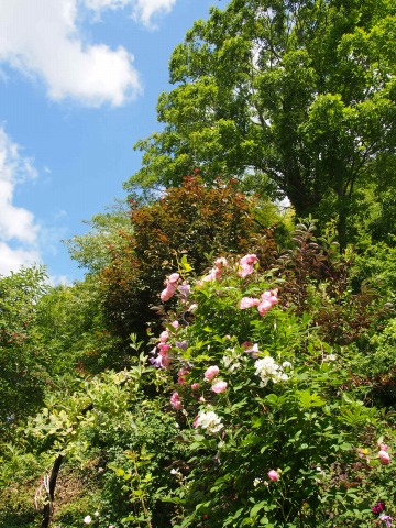 c0117007_22414276.jpg