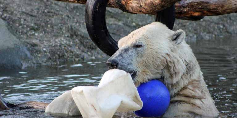 オランダ・レーワルデンのフリースラント・アクア動物園(AquaZoo Friesland)に移動する二頭_a0151913_13241188.jpg