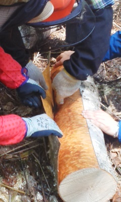 平成２８年５月２８日（土）　柴原山林　（札幌市南区滝野）_c0173813_23483504.jpg