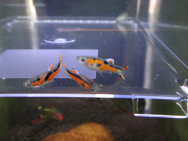 熱帯魚 淡水魚 金魚 水草 ペットメイト西宮店の生体ブログ 熱帯魚 淡水魚 金魚 水草 ペットメイト西宮店の生体ブログ