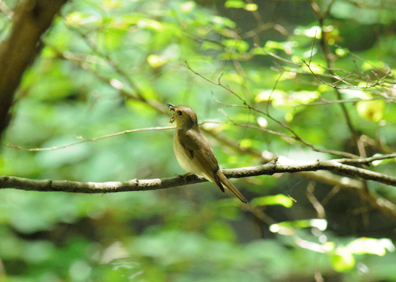 d0290240_06150060.gif
