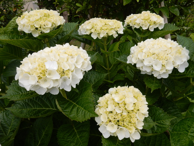 ’16,6,2(木)紫陽花を探しながら~!_f0060461_11374519.jpg