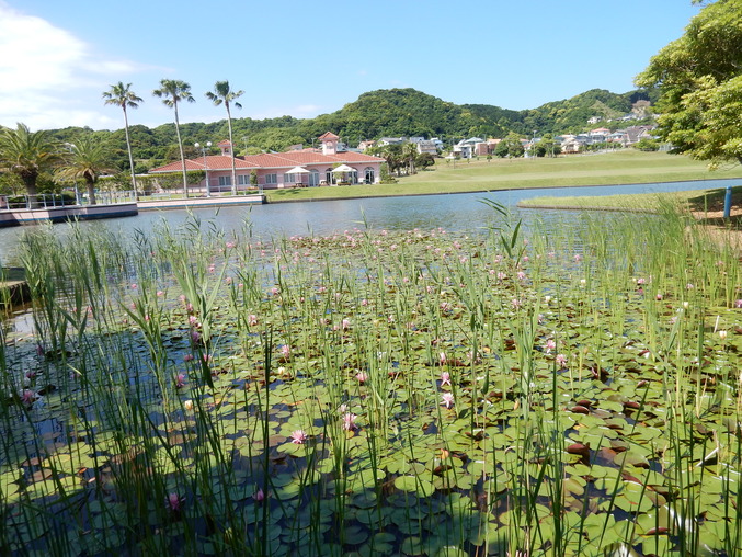 ’16,6,2(木)紫陽花を探しながら~!_f0060461_11401683.jpg