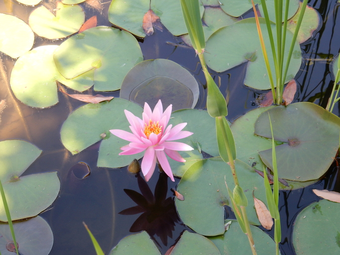 ’16,6,2(木)紫陽花を探しながら~!_f0060461_1141246.jpg