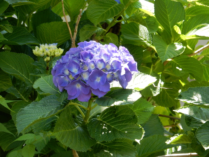 ’16,6,2(木)紫陽花を探しながら~!_f0060461_14181561.jpg